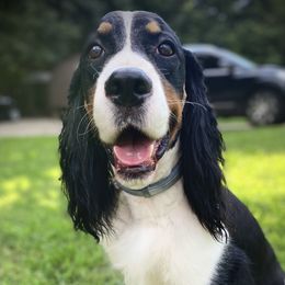 Troubadour “Tru” - English Springer Spaniel