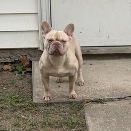 Benny - French Bulldog