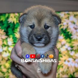 RIPLEY - Red male Shiba Inu puppy in Minnesota from BonsaiShibas