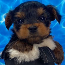 Gabe - Black and tan male Yorkshire Terrier puppy in Albany, Minnesota from Sandy's Yorkshire Terriers