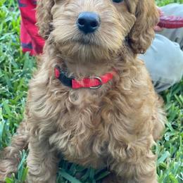 Goldendoodle Puppies from Zink Doodles