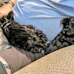 Yorkshire Terrier Puppies from Yorkies of Julington Creek