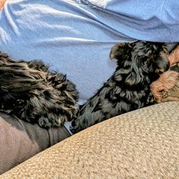 Yorkshire Terrier Puppies from Yorkies of Julington Creek