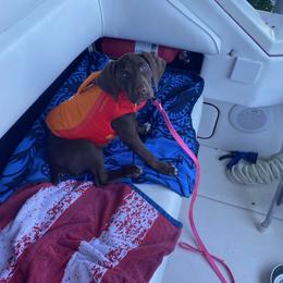 German Shorthaired Pointer Puppies from Nash Kennels