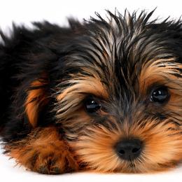 Pal - Black and tan male Yorkshire Terrier puppy in North Huntington, Pennsylvania from Charz Dollz