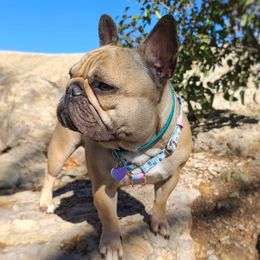 Bunny - French Bulldog
