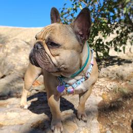 Bunny - French Bulldog