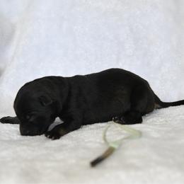 Light blue - Sable male German Shepherd puppy in Louisburg, North Carolina from C6 Ranch & Shepherds
