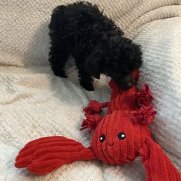 Bunny - Black female Poodle puppy in Lufkin, Texas from Texas Kissed K9s