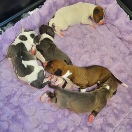 Italian Greyhound Puppies from Divine Italian Greyhounds