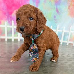 AKC-Chili - Red  male Poodle puppy in Cape Coral, Florida from Ruby the poodle