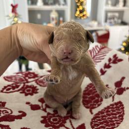 Joy - Apricot female Goldendoodle puppy in Brooksville, Florida from Abby’s Standard Goldendoodles