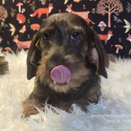 BRYNDLEFOX - Wild boar male Dachshund puppy in Willard, Utah from Simply Sharing Love