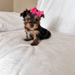Puppy 5 - Black and gold female Yorkshire Terrier puppy in Modesto, California from TheDogHouse