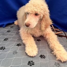 Brown - Cream male Poodle puppy in Mauston, Wisconsin from Quiverfull Acres