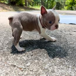 Braxton - Lilac male Boston Terrier puppy in Conyers, Georgia from Dixe Hill Dogs