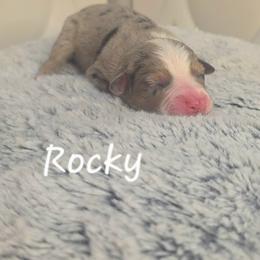 Rocky - Red merle male Toy Australian Shepherd puppy in Bethany, Oklahoma from Donna's Toy & Mini Aussies