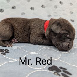 Mr. Red - Black male Labrador Retriever puppy in Lebanon, Pennsylvania from Robertson's Retrievers and Doodles