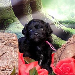 Willow - Black and white female Havanese puppy in Salt Lake City, Utah from Steal Your Heart Havanese
