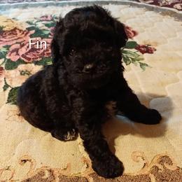 Fin - Black male Miniature Schnauzer puppy in Midland, Texas from Shebbies Puppy Palace