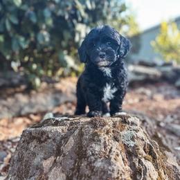 Marshmallow - Black and white female Bernedoodle puppy in Shingle Springs, California from Kindred Oak Goldendoodles