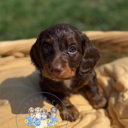 Oak - Chocolate and tan male Dachshund puppy in Cave City, Kentucky from Mammoth Cave Dachshunds