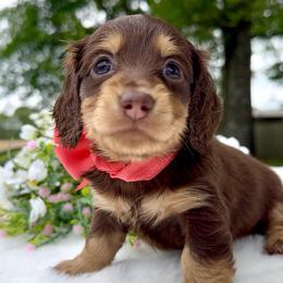 Fluffy(2800 Akc limited pet) - Chocolate and tan female Dachshund puppy in Augusta, Arkansas from Savvy-Dee's Dachshunds