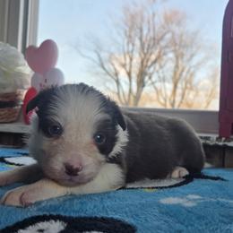 Trixie - Red female Border Collie puppy in Gary, Indiana from Lake Ridge Border Collies