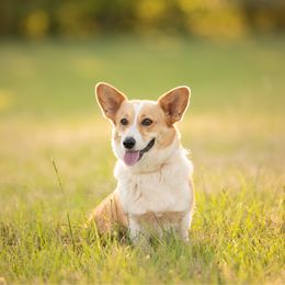 Maggie - Pembroke Welsh Corgi