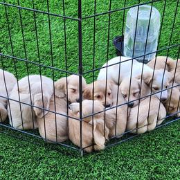 Dachshund puppies from Crowned Doxies