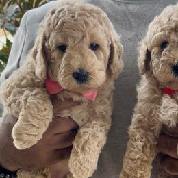Skittles - Cream female Goldendoodle puppy in Richmond, Texas from Harper’s Heartbeats