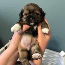 Sundae - Red and tan female Shih Tzu puppy in Springboro, Ohio from Shih Tzus of Springboro LLC.