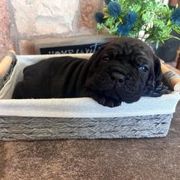 Teal collar - Chestnut brindle female Cane Corso puppy in Tucson, Arizona from Cane Corso Friends