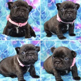 French Bulldog Puppies from SnortVille Bullies