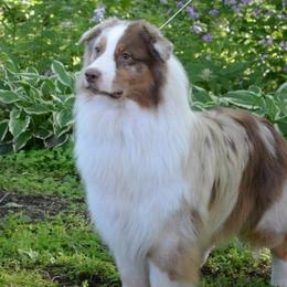 Australian Shepherds from Makaraena