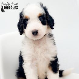Connor - Tri-color male Bernedoodle puppy in Tipton, Indiana from Country Creek Doodles