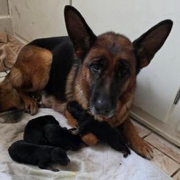 Boy2 - Black and red male German Shepherd puppy in Jamesville, New York from Mark Carfagno's Pups