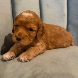 River - Red and white female Cockapoo puppy in Fortuna, California from Dalton Poodles and Doodles
