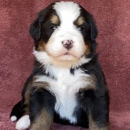 White Collar Female - Black rust and white female Bernese Mountain Dog puppy in Bristol, Tennessee from Holston Hollow Farm