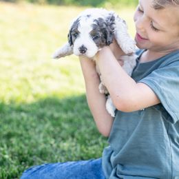 Bernedoodle Puppies from Sleepy Hollow Acres