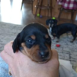 Denver - Black and tan female Dachshund puppy in Middle Granville, New York from Lee Doxies