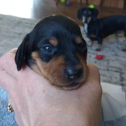 Denver - Black and tan female Dachshund puppy in Middle Granville, New York from Lee Doxies