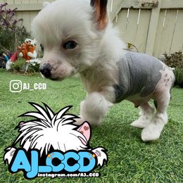 Blue - White and black male Chinese Crested puppy in San Francisco, California from Aj_CCD
