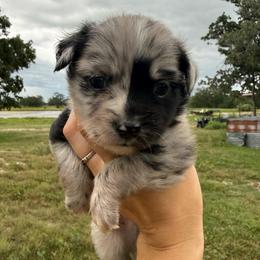 Kiwi - Blue merle male Miniature Australian Shepherd puppy in Iola, Texas from MK Aussies