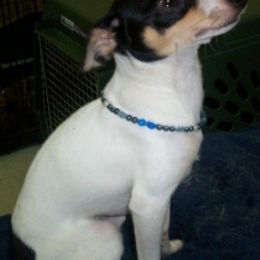Teddy Roosevelt Terriers and Toy Fox Terriers from LoupGarou Terriers
