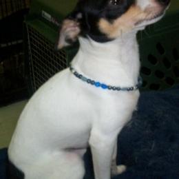 Teddy Roosevelt Terriers and Toy Fox Terriers from LoupGarou Terriers
