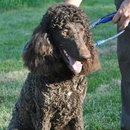 Scout - Poodle