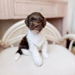 Toasty - Chocolate male Goldendoodle puppy in Syracuse, Indiana from The Doodle Cove