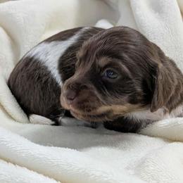 Cookie 2500 - Piebald female Dachshund puppy in Sonora, Kentucky from Maple Hill Miniature Dachshunds