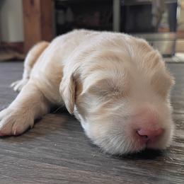 Green Male - Golden male Golden Retriever puppy in Meeteetse, Wyoming from Greybull River Goldens